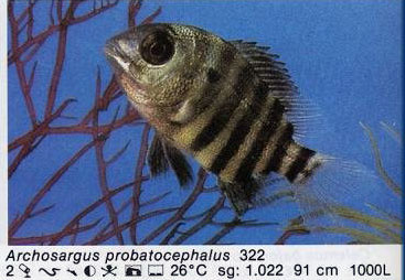Archosargus probatocephalus